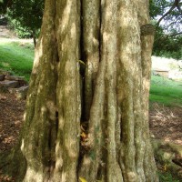 Hydnocarpus venenatus Gaertn.